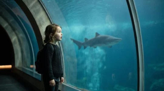 Enfant émerveillé face à un immense bassin de requins dans un aquarium au bord de l'océan Atlantique, ambiance côte basque